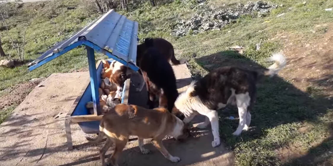 Dogs