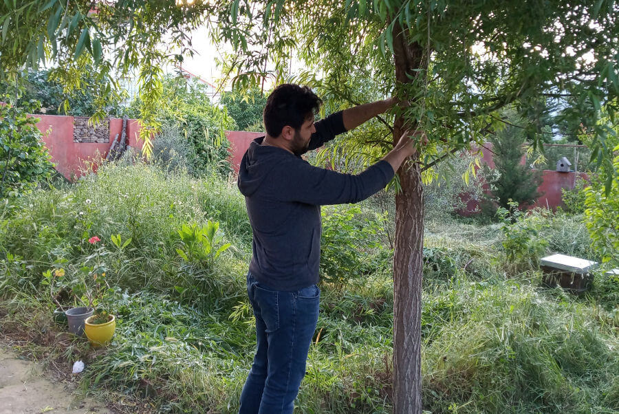 Pruning in Zarkhesht